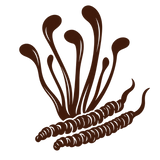Cordyceps Extract