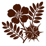 Tribulus Terrestris